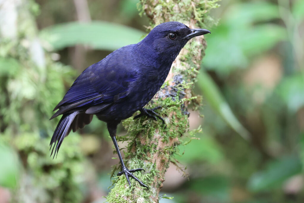 Javan Whistling Thrush