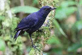 Javan Whistling Thrush