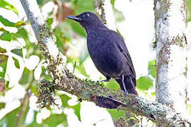 Bornean Whistling Thrush