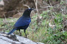 Malabar Whistling Thrush