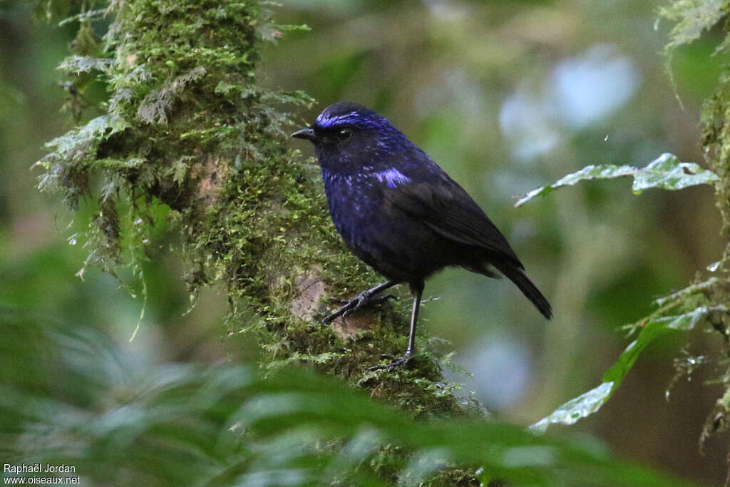 Arrenga de Sumatraadulte, identification