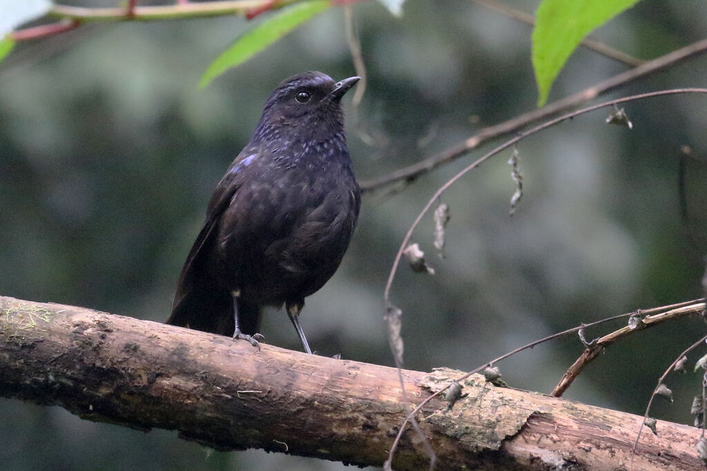 Shiny Whistling Thrush