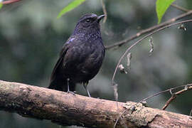 Shiny Whistling Thrush