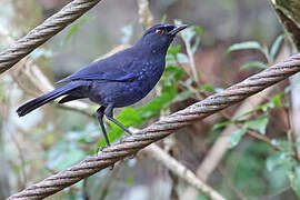 Taiwan Whistling Thrush