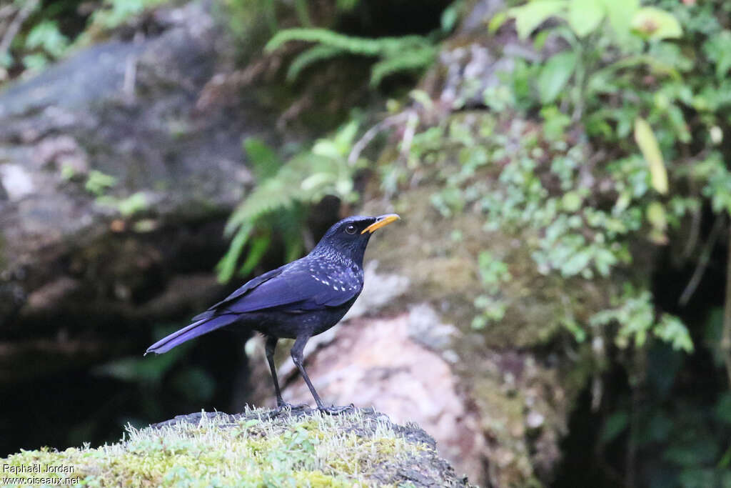 Blue Whistling Thrushadult, habitat, pigmentation