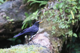 Blue Whistling Thrush