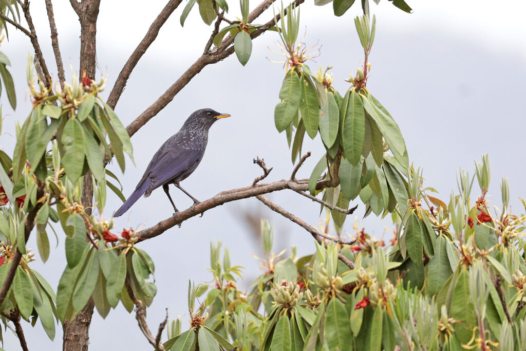 Blue Whistling Thrush