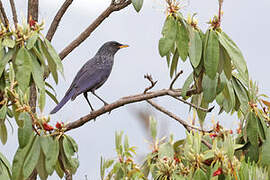 Blue Whistling Thrush