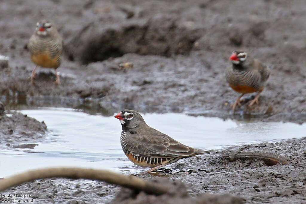 Quailfinch male adult, identification