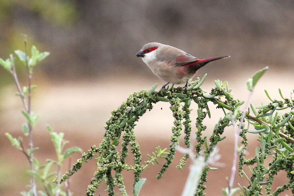 Crimson-rumped Waxbilladult