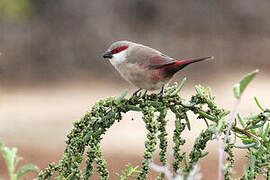 Crimson-rumped Waxbill