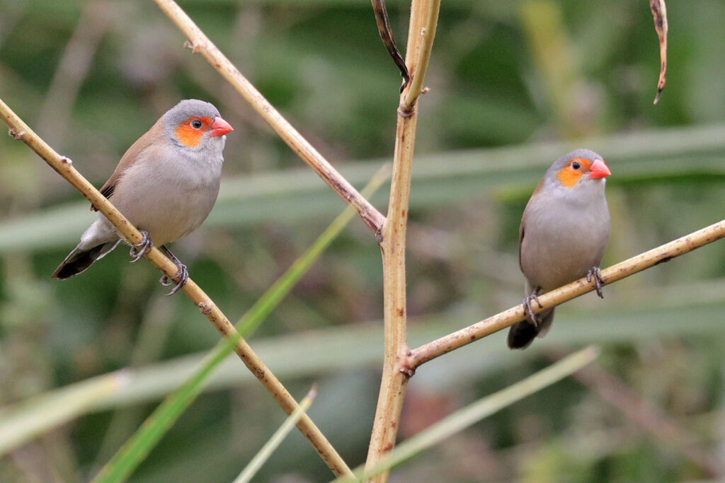 Orange-cheeked Waxbilladult