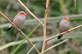 Orange-cheeked Waxbill