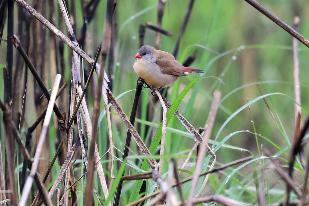 Astrild à poitrine fauve