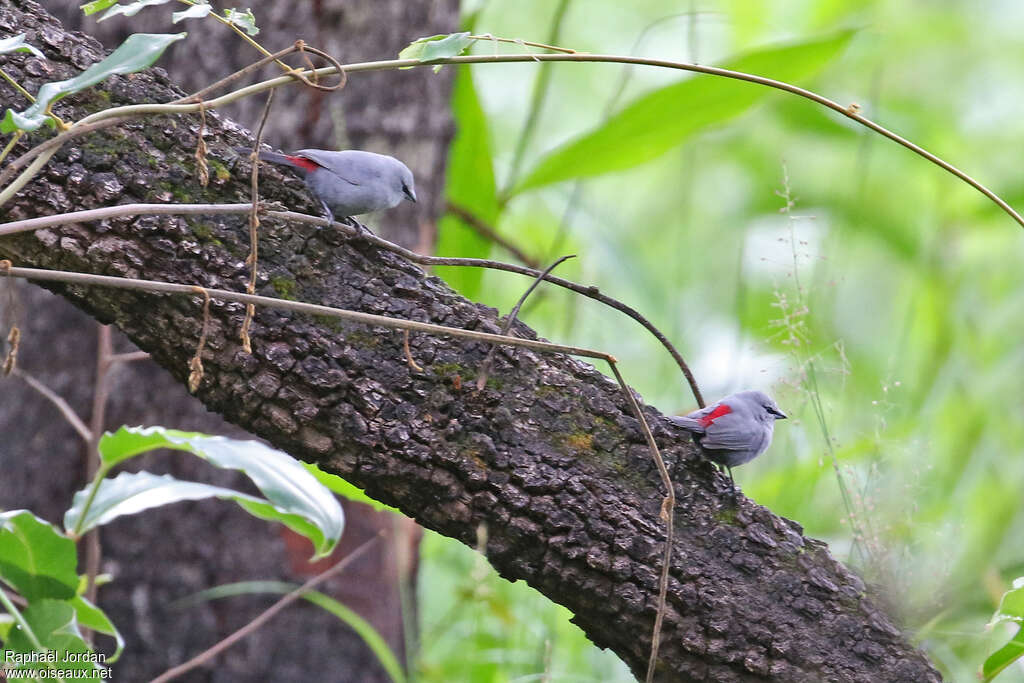 Astrild à queue noireadulte, identification