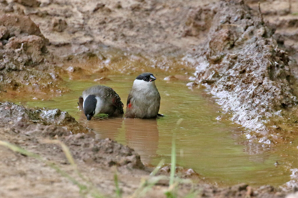 Kandt's Waxbill