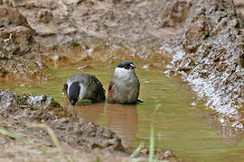 Kandt's Waxbill