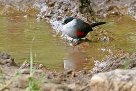 Kandt's Waxbill