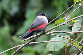 Kandt's Waxbill