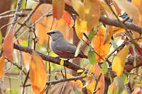 Astrild de Sao Tomé