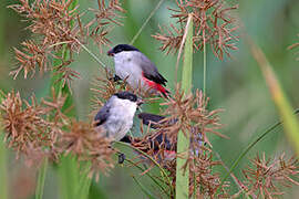 Black-crowned Waxbill