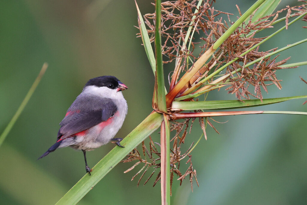 Black-crowned Waxbilladult