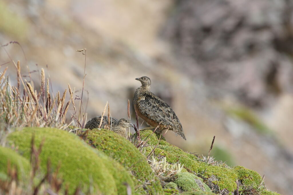 Rufous-bellied Seedsnipe