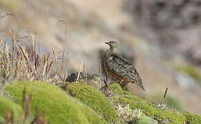 Rufous-bellied Seedsnipe