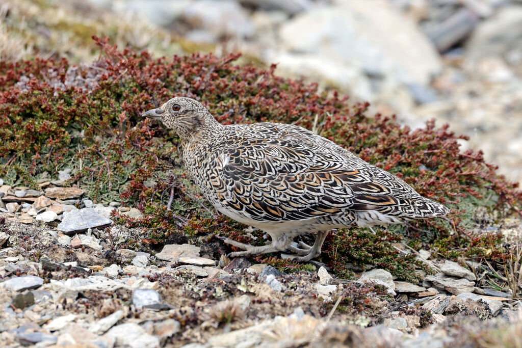 White-bellied Seedsnipe female adult