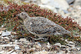 White-bellied Seedsnipe