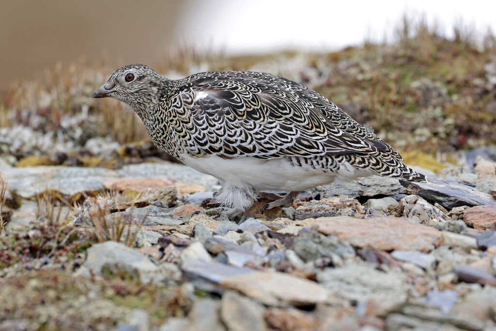 White-bellied Seedsnipe male adult