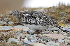 White-bellied Seedsnipe