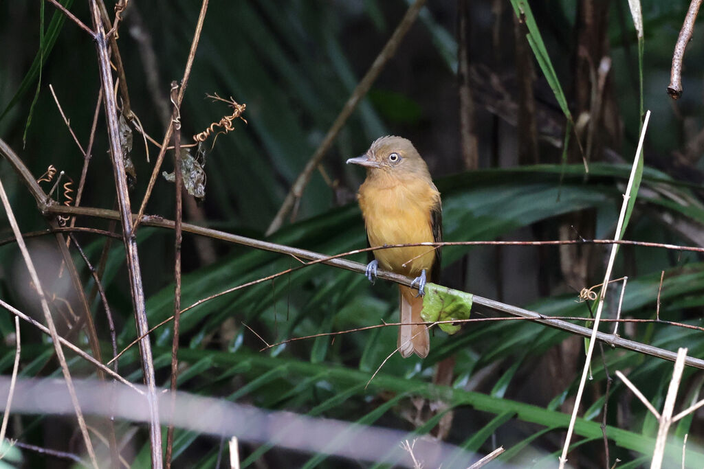 White-eyed Attilaadult