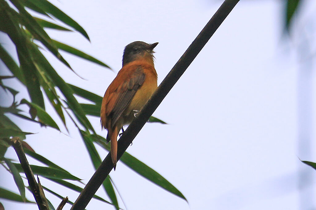 Rufous-tailed Attilaadult