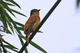 Rufous-tailed Attila