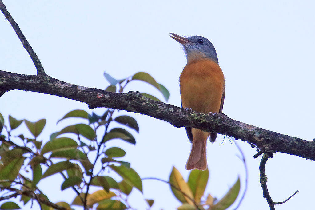 Grey-hooded Attilaadult