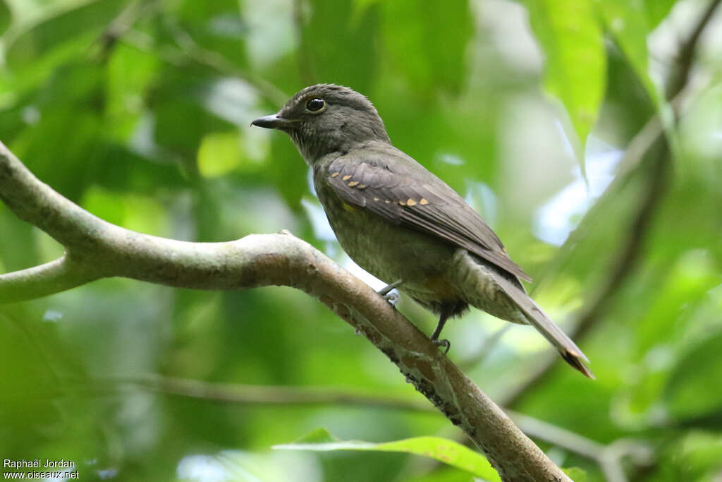 Cinereous Mourneradult, identification