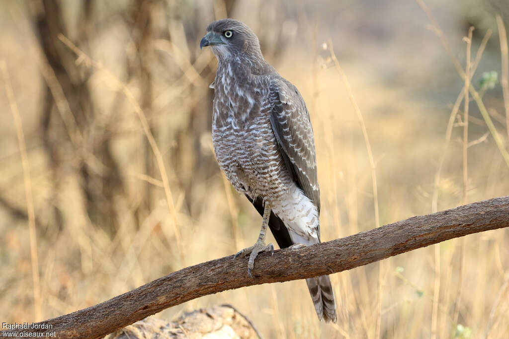 Eastern Chanting Goshawkimmature