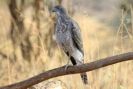 Eastern Chanting Goshawk