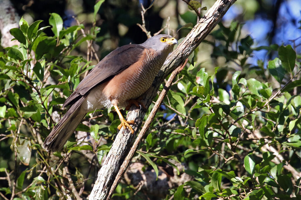 African Goshawk male adult