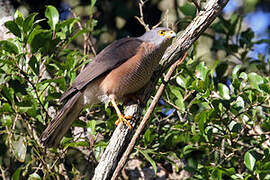 African Goshawk