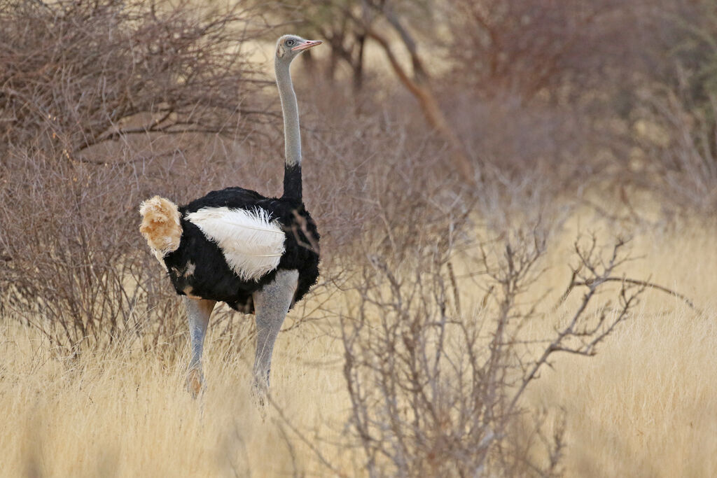 Somali Ostrich male adult