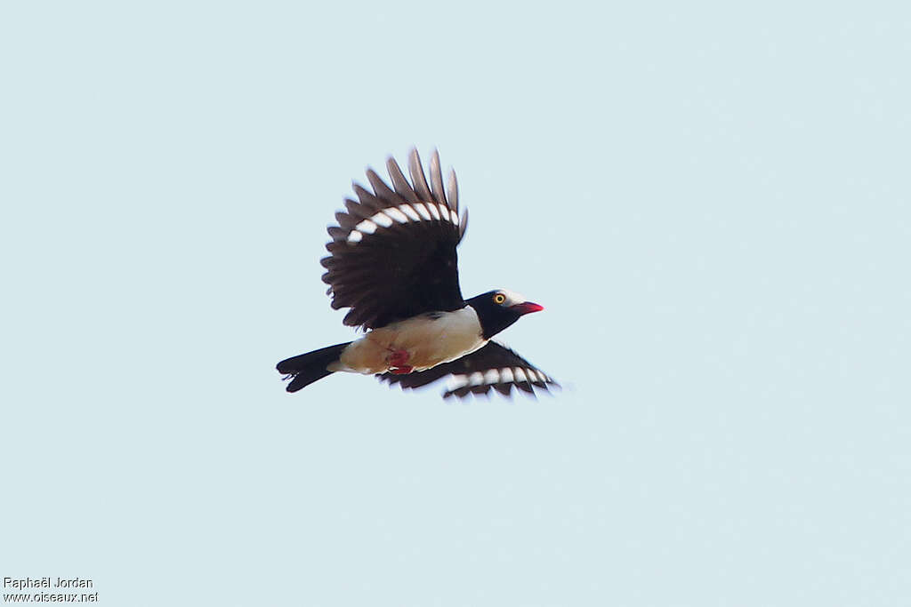 Red-billed Helmetshrikeadult, pigmentation, Flight