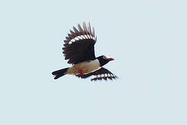 Red-billed Helmetshrike