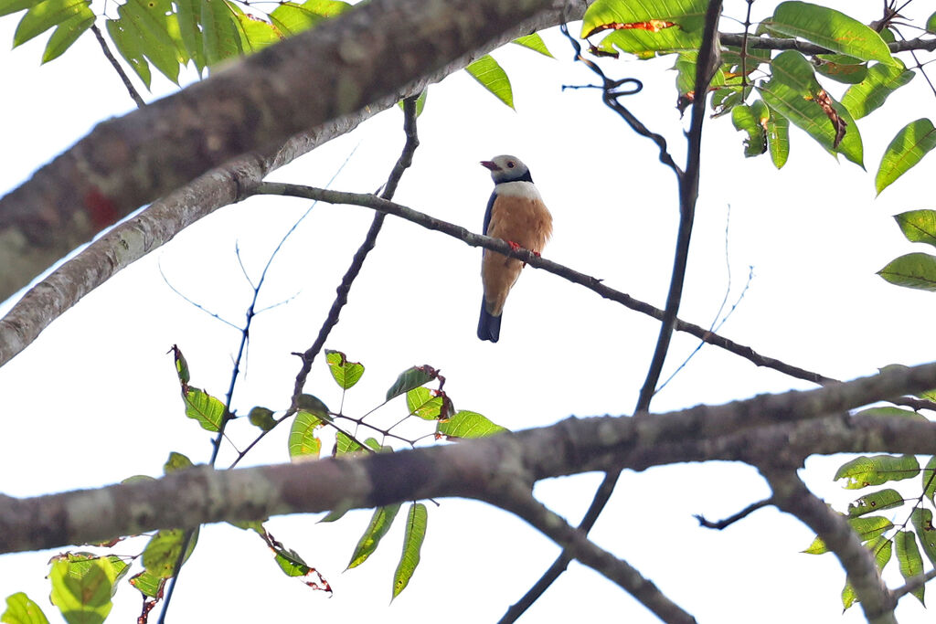 Rufous-bellied Helmetshrike