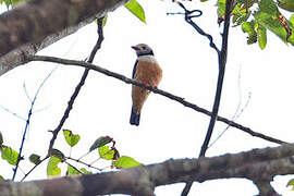 Rufous-bellied Helmetshrike