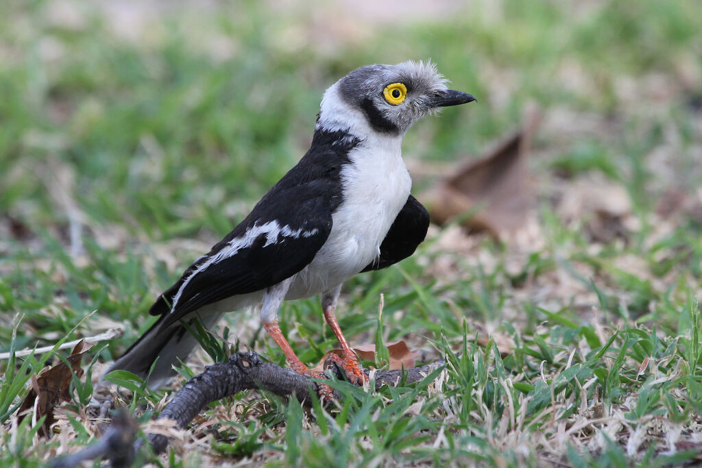 White-crested Helmetshrikeadult