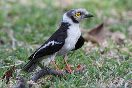 White-crested Helmetshrike