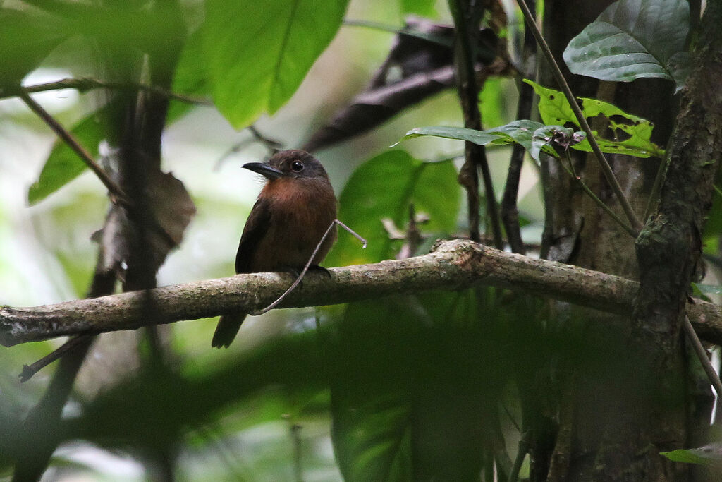 Brown Nunletadult