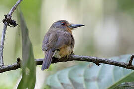 Fulvous-chinned Nunlet